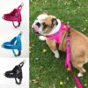 Color: Rose red, Size: M - Dog's chest and back coat with leash