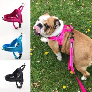 Color: Rose red, Size: M - Dog's chest and back coat with leash