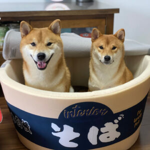 Color: Blue, Size: L - Japanese instant noodles dog''s nest