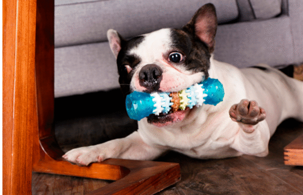 Color: Blue, quantity: Q3pcs-M, Size:  - Pet supplies dog molar tooth cleaning toy bite resistant Teddy dog golden hair large dog