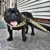 Color: Black, Size: L - Fashion Dog Collar Leash Set Gold Chain Nylon Pets Dog Collar Leash Long Rope Lettered Collar Perro Collar For Pitbull Puppy Dog