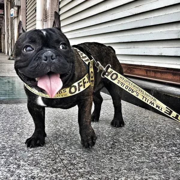 Color: Black, Size: L - Fashion Dog Collar Leash Set Gold Chain Nylon Pets Dog Collar Leash Long Rope Lettered Collar Perro Collar For Pitbull Puppy Dog