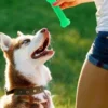 Color: Red, Ships From: CHINA - Hot Sale Pet Dog Chew Toys Rubber Bone Toy Aggressive Chewers Dog Toothbrush Doggy Puppy Dental Care For Dog Pet Accessories