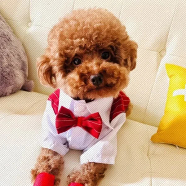 Color: Red, Size: XXS - Dog Gentleman Wedding Suit Clothes Dog Suit Bow Tie Clothes Halloween Christmas Costume For Small Dogs Teddy Bulldog