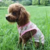Color: WHITE, Size: XL - Summer Dog Vest Ultra Thin Breathable Mesh Cloth Pet T-shirt for Small Dogs Cute Cartoon Print Puppy Cat Cheap Clothes Costumes